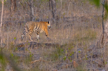 Fototapeta premium Tigress (Panthera tigris) walking in the grassland of panna tiger reserve.