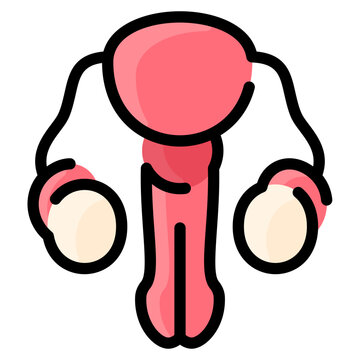 Reproductive System