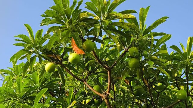 Green Bintaro fruits (Cerbera manghas) hanging among lush leaves and branches under bright tropical sunlight.