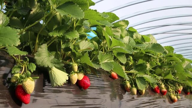 Korea strawberry harvest farm fruit basket farmer agriculture fresh produce organic food smart farm agritech harvest season 한국 딸기 수확 농장 과일 바구니 농부 농업 과채류 식재료 유기농 농산물 스마트팜 시설원예 원예 재배 신선식품 열매 디저트