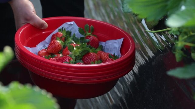 Korea strawberry harvest farm fruit basket farmer agriculture fresh produce organic food smart farm agritech harvest season 한국 딸기 수확 농장 과일 바구니 농부 농업 과채류 식재료 유기농 농산물 스마트팜 시설원예 원예 재배 신선식품 열매 디저트