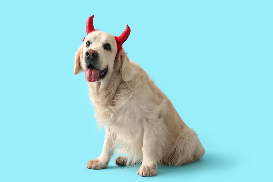 Cute Labrador dog in Halloween red devil horns headband sitting on blue background