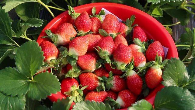 Korea strawberry harvest farm fruit basket farmer agriculture fresh produce organic food smart farm agritech harvest season 한국 딸기 수확 농장 과일 바구니 농부 농업 과채류 식재료 유기농 농산물 스마트팜 시설원예 원예 재배 신선식품 열매 디저트