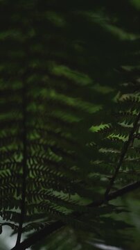 Moody close up of an unfurling fern in a forest