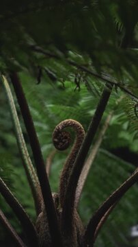 Fern fiddlehead unfurling in a moody green forest