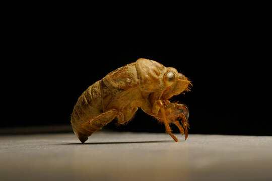 The shell of a Chinese cicada