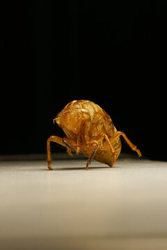 The shell of a Chinese cicada
