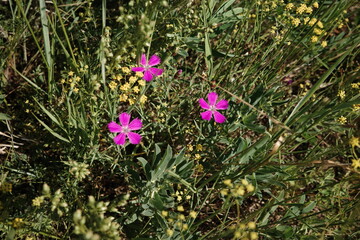 Obraz premium Dianthus superbus-Plants of Olkhon Island