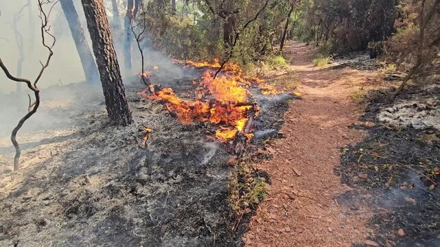 Wildfire burns through forest undergrowth near hiking trail