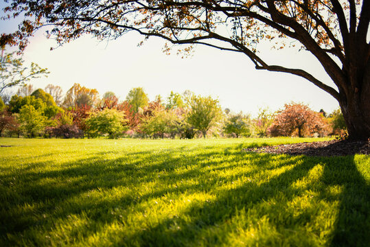 Large tree casting long shadows on a sunny park lawn