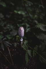 Fototapeta premium Shaggy ink cap mushroom on a dark forest floor