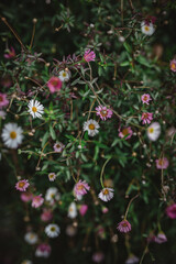 Obraz premium Delicate pink and white wildflowers close up