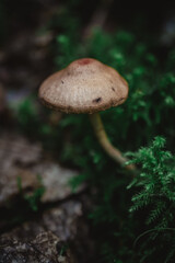 Fototapeta premium Wild brown mushroom emerging from green moss