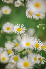 Fototapeta premium Delicate white wildflowers in a green field