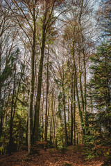 Fototapeta premium Looking up at tall trees in an autumn forest