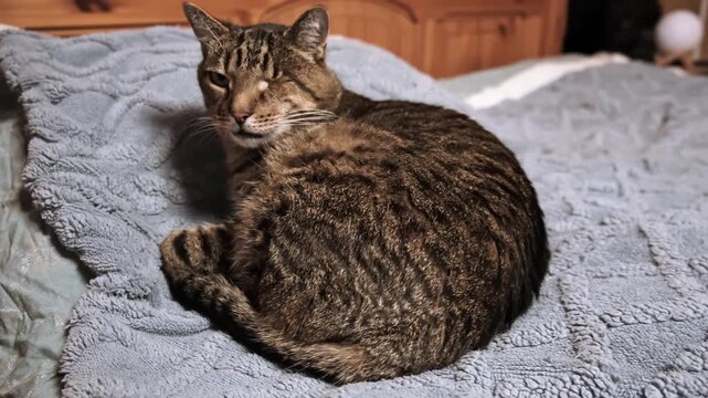 A one-eyed tabby cat looking at camera lies on a soft grey blanket at home. Concept of shelter for stray animals. Disabled pet without the eye, domestic animal, health care. High quality 4k footage.