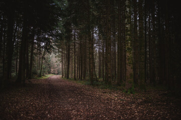 Fototapeta premium Moody forest path covered in autumn leaves