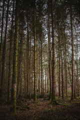 Fototapeta premium Tall trees covered in moss in a dark forest