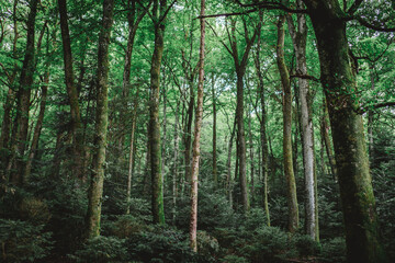 Fototapeta premium Lush green trees in a dense dark forest