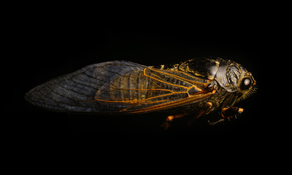 Macro photo of Chinese cicada