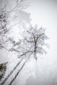 Moody double exposure of bare winter trees