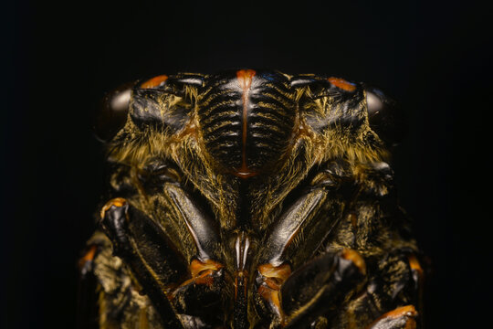 Macro photo of Chinese cicada