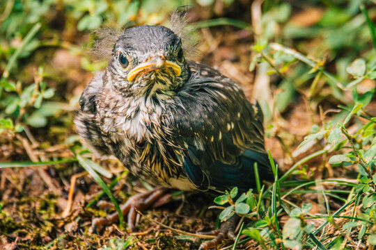 Messy fledgling bluebird chick looking at camera