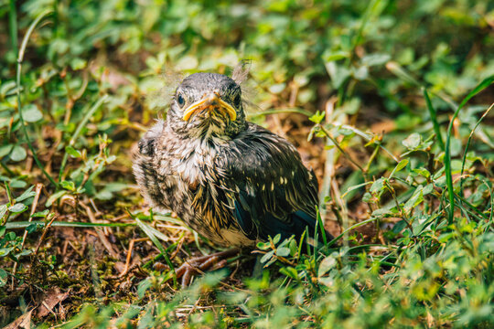 Awkward fledgling bird has a bad hair day