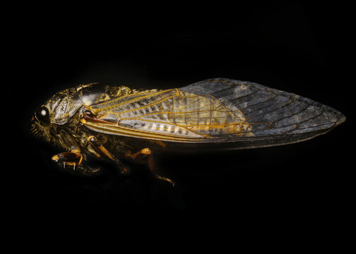 Macro photo of Chinese cicada