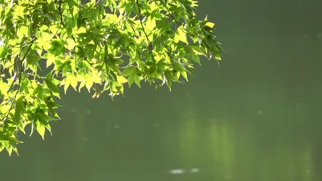 光に輝く青もみじ　清涼感あふれる背景映像　日本、和風イメージの素材（侘び寂び、和菓子、和食、旅館等）