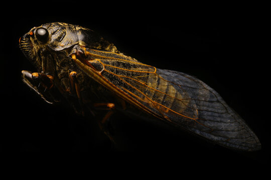Macro photo of Chinese cicada