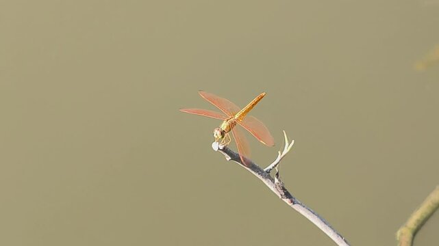 Golden dragonfly resting on slender twig above brown river water with translucent wings under warm daylight.