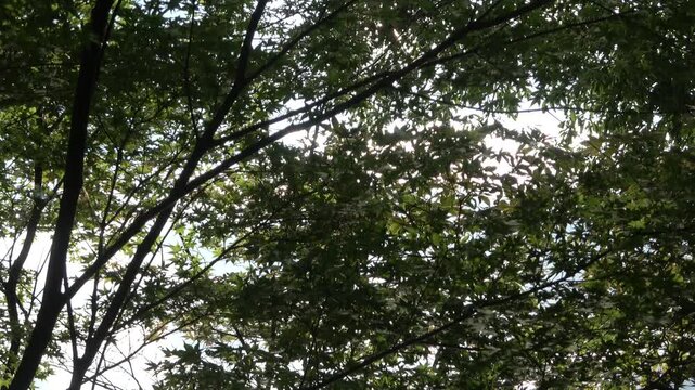 Low Angle View of Sunlight Filtering Through Japanese Maple Branches and Canopy