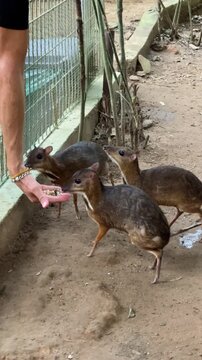 Feeding of small mouse deer - chevrotain in Langkawi island zoo, Malaysia.