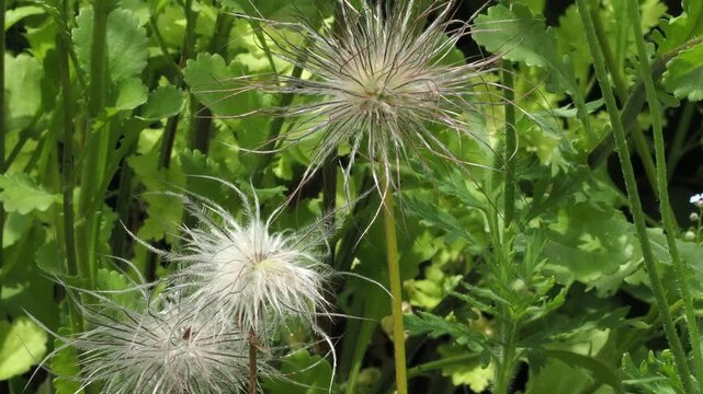 Pulsatilla, Pasque flower, seedheads after the fliers have finished.