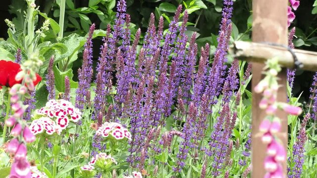 Bumblebee moving among purple salvia spikes in a mixed spring flower border.