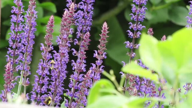 Bumblebees moving between upright purple salvia flower spikes with soft leafy foliage in the background