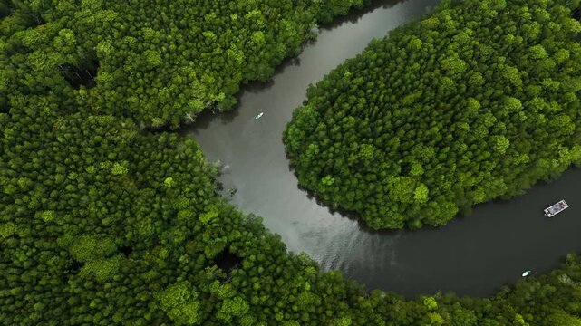 Aerial Drone View of Mangrove Forest at Bintan Island Resort, Indonesia