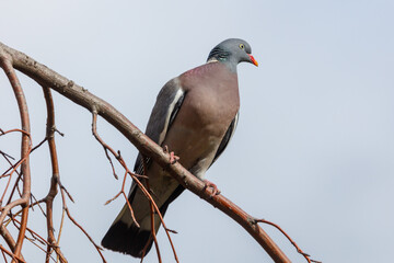 Obraz premium Wood pigeon perches on bare branch