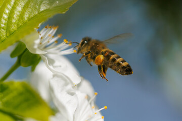 Busy bee hovers near white flower © schankz