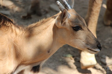 cape eland (?) in a zoo in chiang mai in thailand  © frdric