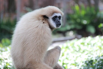 Fototapeta premium gibbon (?) in a zoo in chiang mai in thailand 