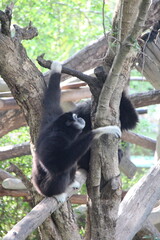 Fototapeta premium gibbon (?) in a zoo in chiang mai in thailand 
