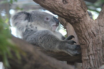 koala in a zoo in chiang mai in thailand  © frdric