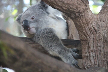 Fototapeta premium koala in a zoo in chiang mai in thailand 