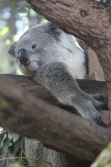 koala in a zoo in chiang mai in thailand  © frdric
