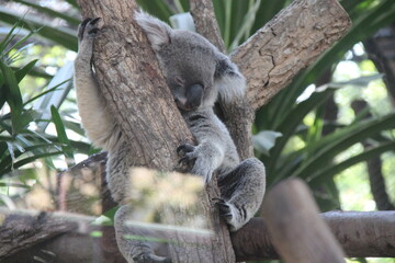 koala in a zoo in chiang mai in thailand  © frdric
