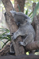 koala in a zoo in chiang mai in thailand  © frdric
