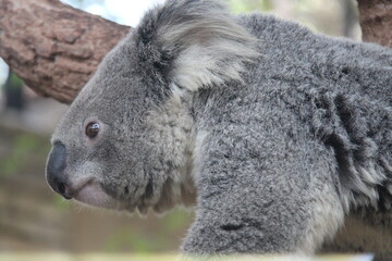 koala in a zoo in chiang mai in thailand  © frdric