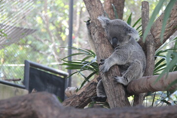 koala in a zoo in chiang mai in thailand  © frdric